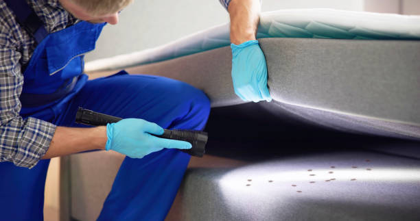 Wasp Removal Services in Port Jefferson Station, NY