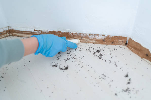 Best Pest Prevention Services  in Port Jefferson Station, NY