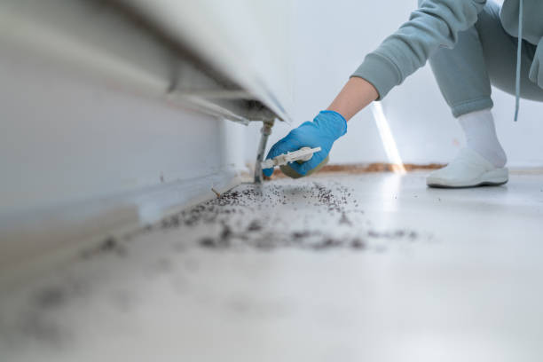 Professional Pest Control in Port Jefferson Station, NY